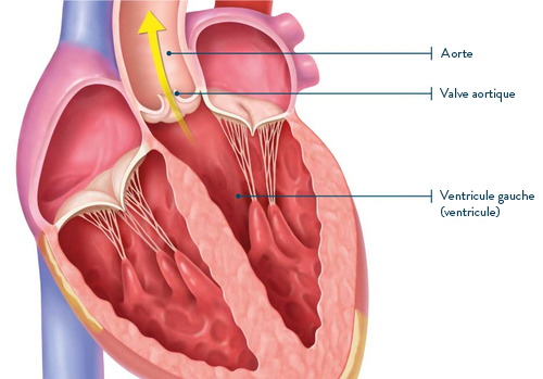 Cœur : Anatomie, pathologies et traitements
